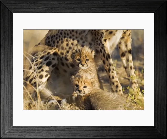 Framed Print : Picture No. 10761918 Framed Print : Picture No. 10761918