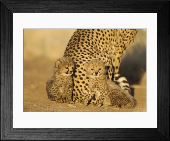 Framed Print : Picture No. 10761926