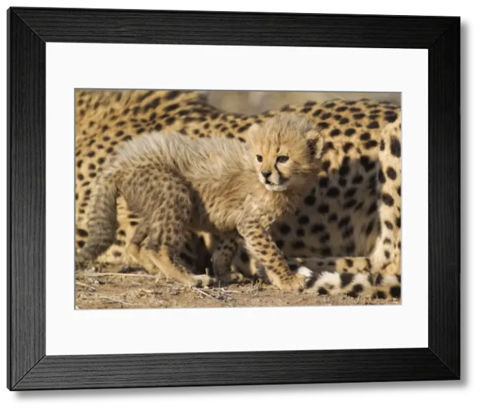 Framed Print : Picture No. 10761922 Framed Print : Picture No. 10761922