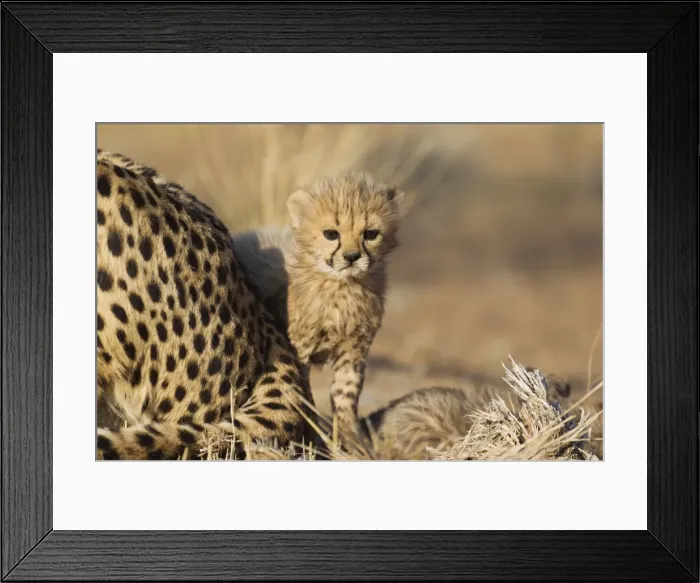 Framed Print : Picture No. 10761923 Framed Print : Picture No. 10761923
