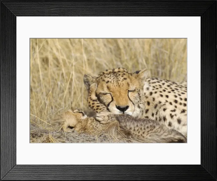 Framed Print : Picture No. 10761929 Framed Print : Picture No. 10761929