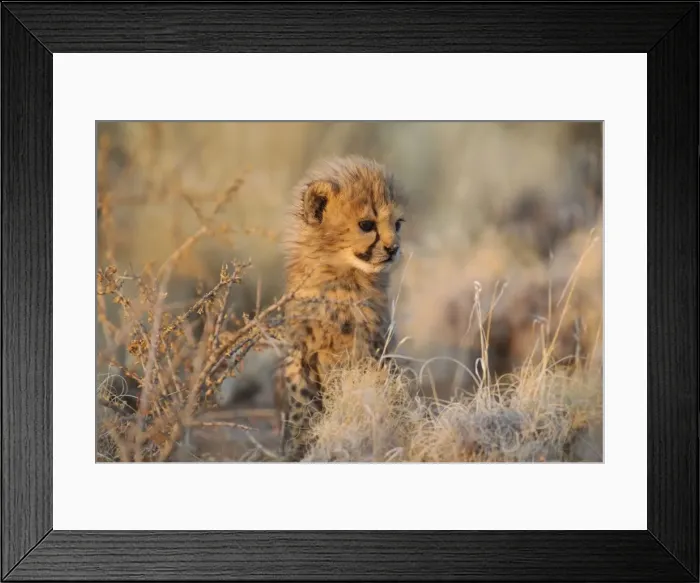 Framed Print : Picture No. 10761933 Framed Print : Picture No. 10761933