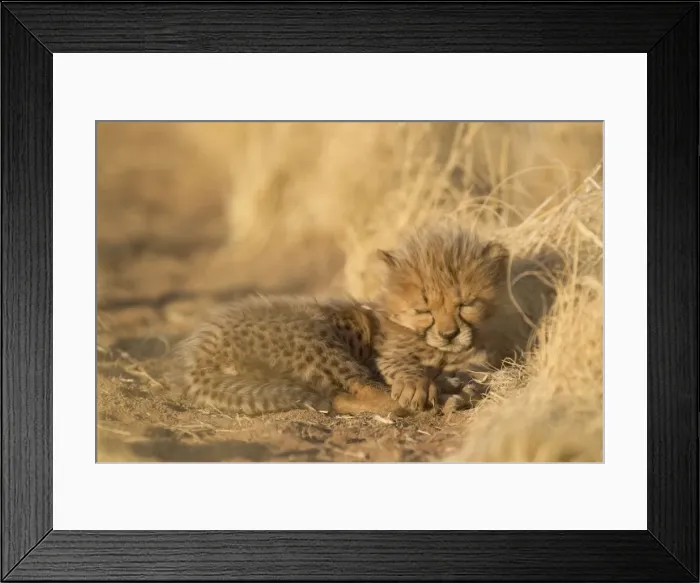 Framed Print : Picture No. 10761931 Framed Print : Picture No. 10761931