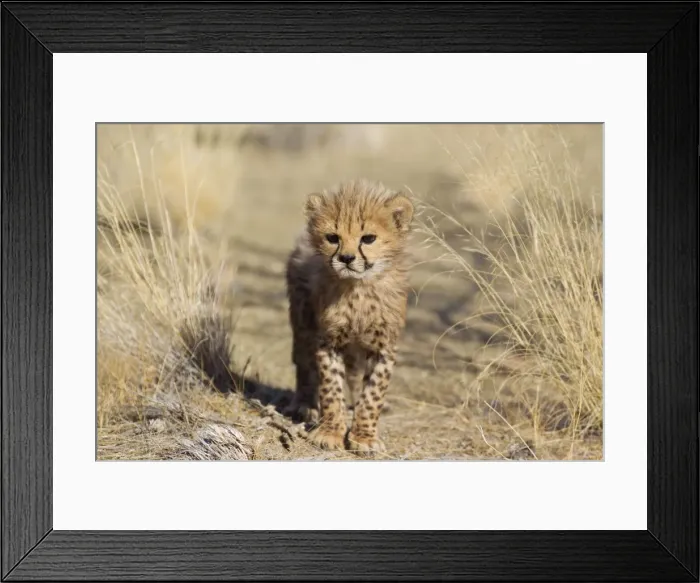 Framed Print : Picture No. 10761928 Framed Print : Picture No. 10761928