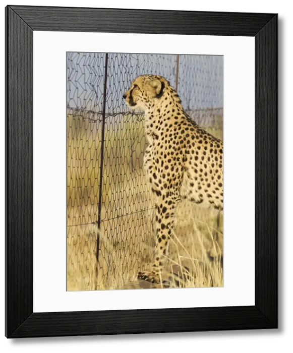 Framed Print : Picture No. 10761936