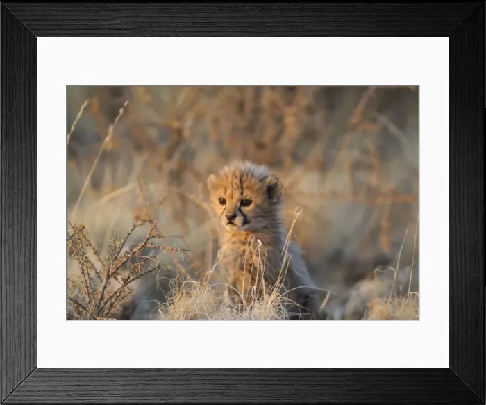 Framed Print : Picture No. 10761932 Framed Print : Picture No. 10761932