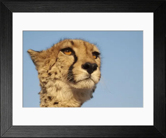 Framed Print : Picture No. 10761938 Framed Print : Picture No. 10761938