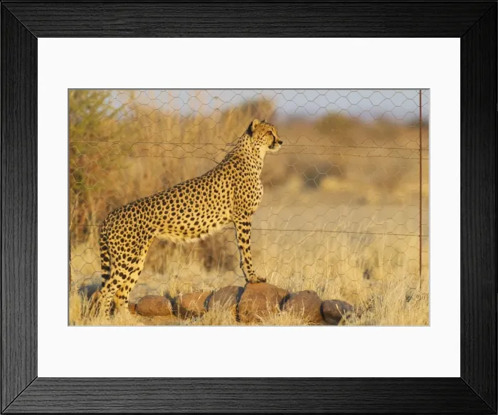 Framed Print : Picture No. 10761937