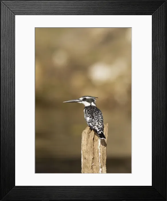Framed Print : Picture No. 10761950 Framed Print : Picture No. 10761950