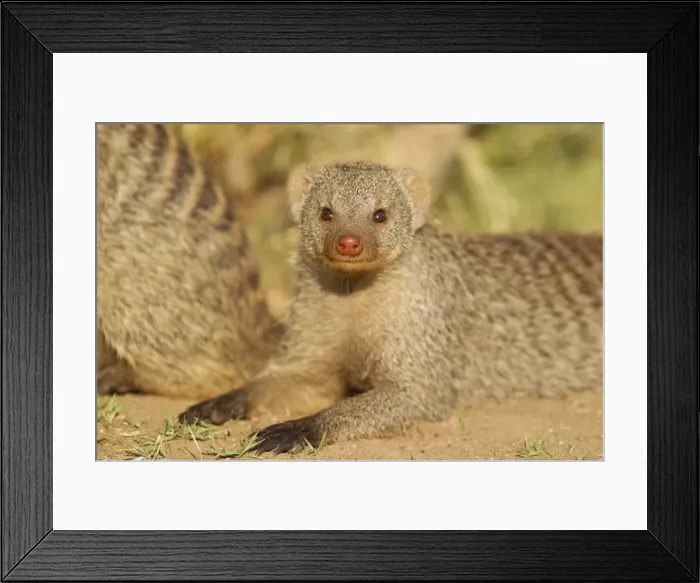 Framed Print : Picture No. 10761955