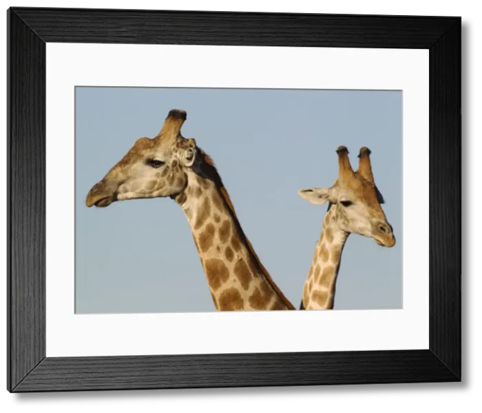 Framed Print : Picture No. 10761949 Framed Print : Picture No. 10761949