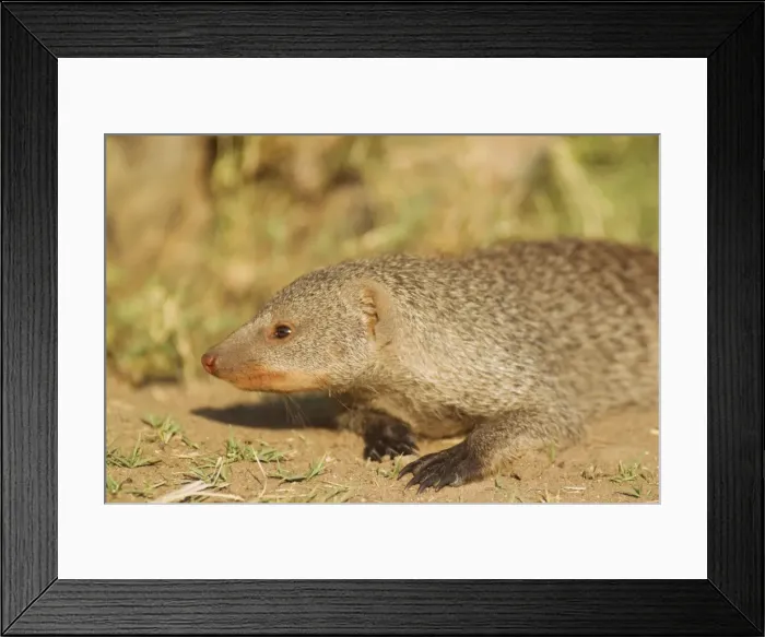 Framed Print : Picture No. 10761956 Framed Print : Picture No. 10761956