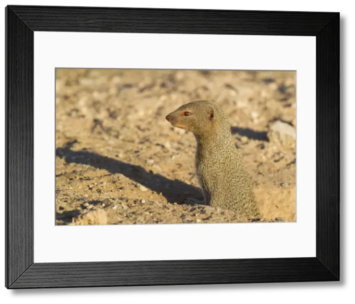 Framed Print : Picture No. 10761953 Framed Print : Picture No. 10761953
