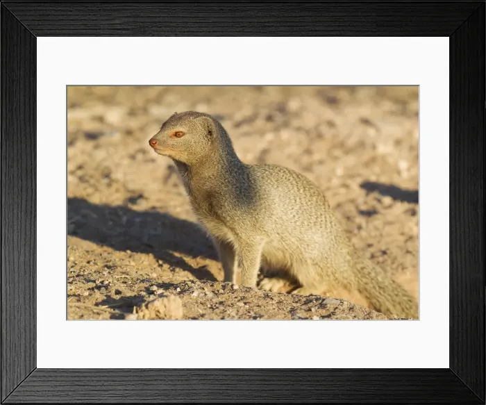 Framed Print : Picture No. 10761954