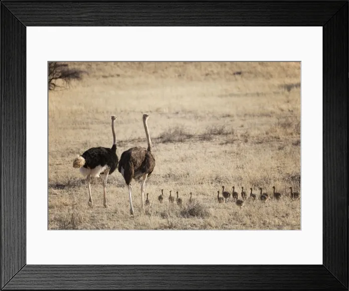 Framed Print : Picture No. 10761962 Framed Print : Picture No. 10761962