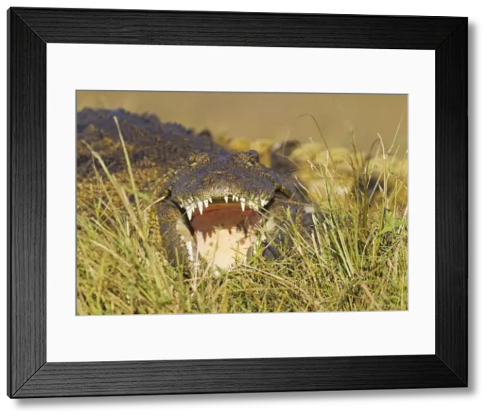 Framed Print : Picture No. 10761963 Framed Print : Picture No. 10761963
