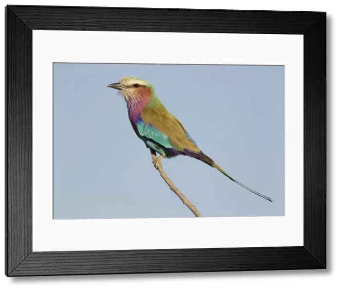 Framed Print : Picture No. 10761964 Framed Print : Picture No. 10761964