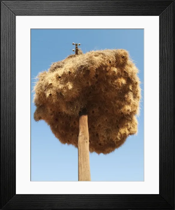 Framed Print : Picture No. 10761968 Framed Print : Picture No. 10761968