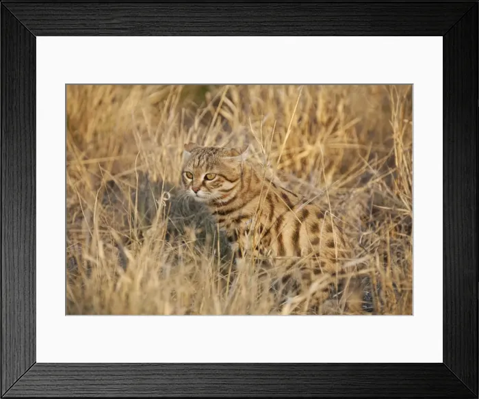 Framed Print : Picture No. 10761970