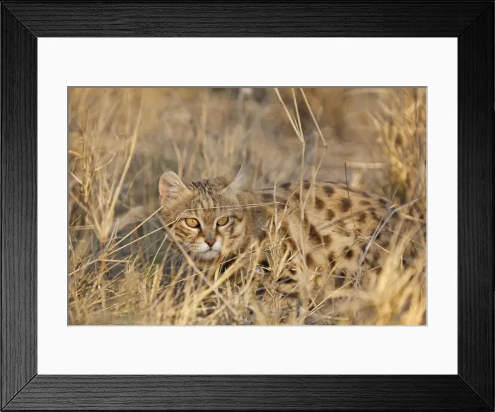 Framed Print : Picture No. 10761971 Framed Print : Picture No. 10761971
