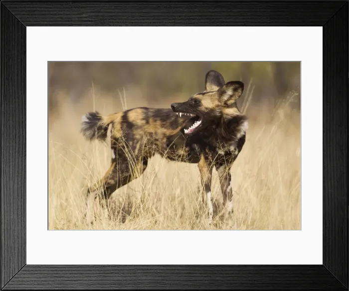 Framed Print : Picture No. 10761977 Framed Print : Picture No. 10761977