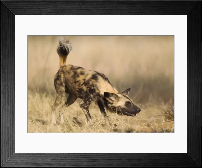 Framed Print : Picture No. 10761976 Framed Print : Picture No. 10761976