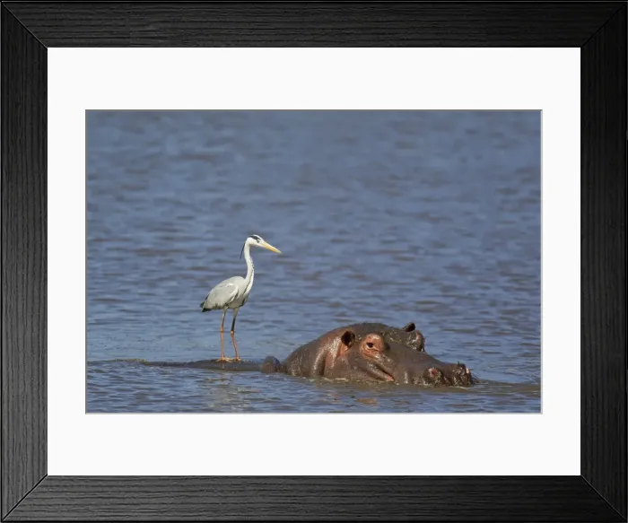 Framed Print : Picture No. 10761980 Framed Print : Picture No. 10761980