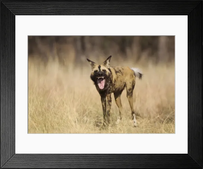 Framed Print : Picture No. 10761979 Framed Print : Picture No. 10761979