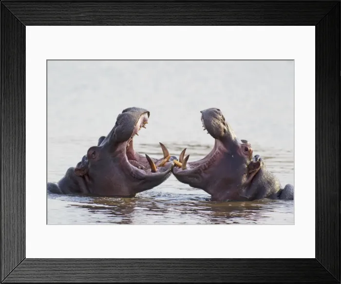 Framed Print : Picture No. 10761981 Framed Print : Picture No. 10761981