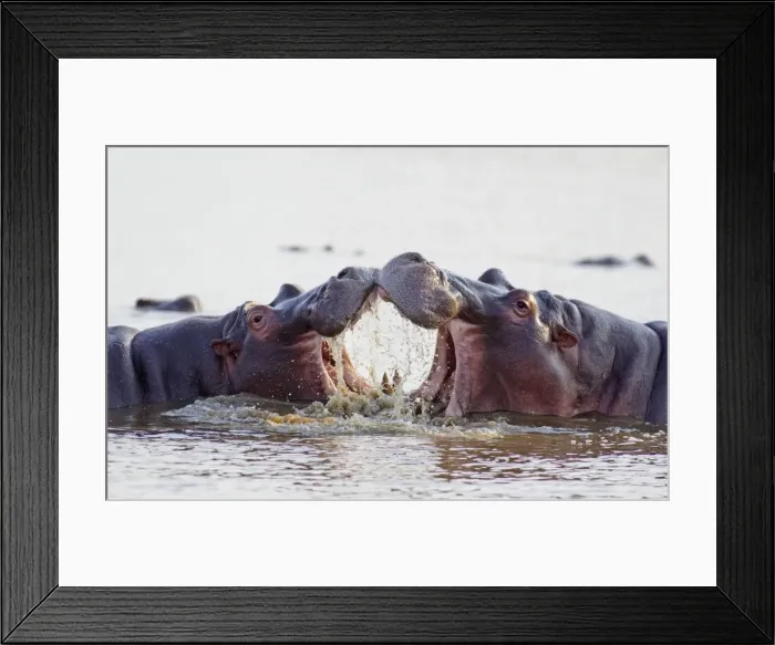Framed Print : Picture No. 10761983 Framed Print : Picture No. 10761983