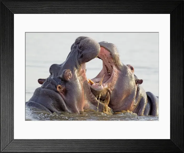 Framed Print : Picture No. 10761984 Framed Print : Picture No. 10761984
