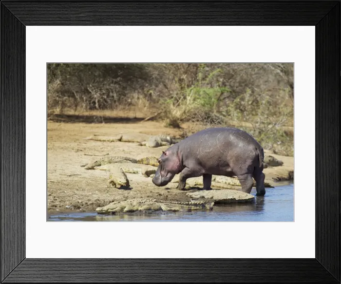 Framed Print : Picture No. 10761985 Framed Print : Picture No. 10761985