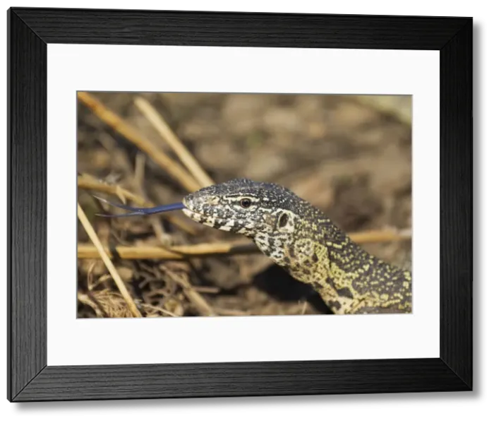 Framed Print : Picture No. 10761991