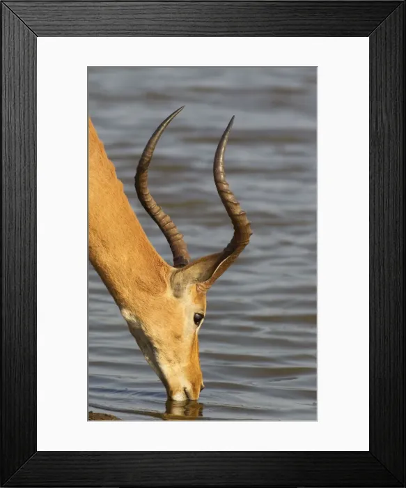Framed Print : Picture No. 10761986 Framed Print : Picture No. 10761986
