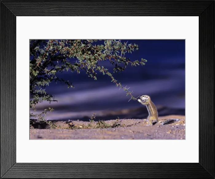 Framed Print : Picture No. 10761994 Framed Print : Picture No. 10761994