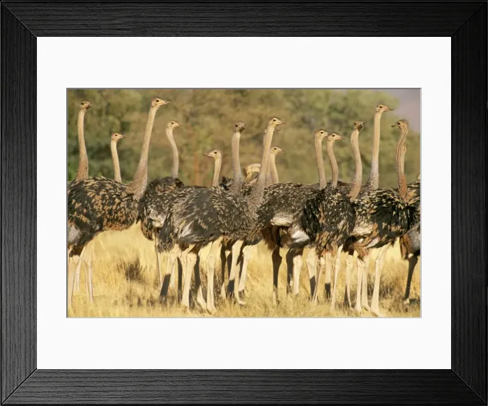 Framed Print : Picture No. 10761999 Framed Print : Picture No. 10761999