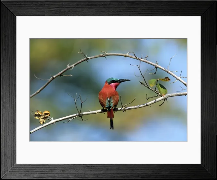 Framed Print : Picture No. 10761993 Framed Print : Picture No. 10761993