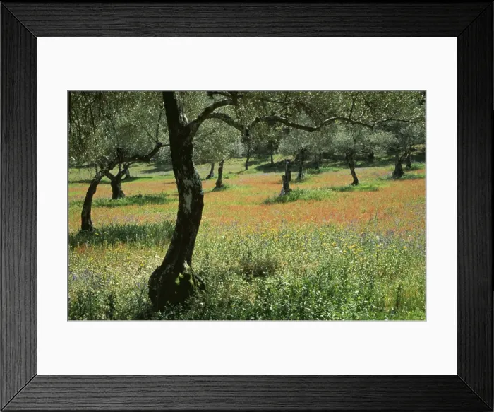 Framed Print : Picture No. 10762000