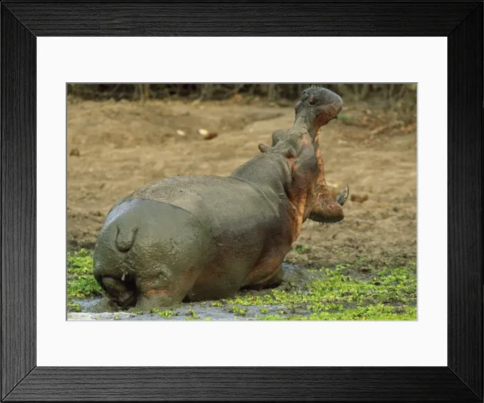 Framed Print : Picture No. 10762005 Framed Print : Picture No. 10762005