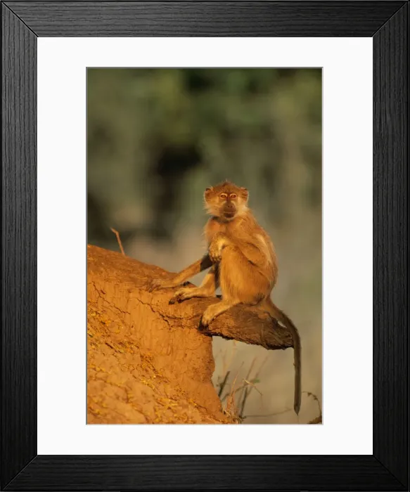 Framed Print : Picture No. 10762009 Framed Print : Picture No. 10762009