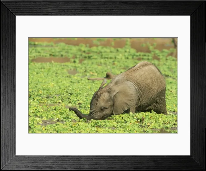 Framed Print : Picture No. 10762011 Framed Print : Picture No. 10762011