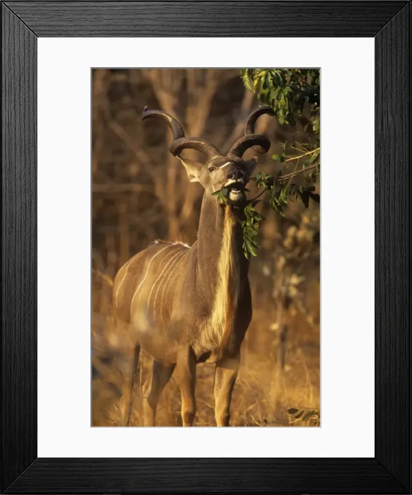 Framed Print : Picture No. 10762013 Framed Print : Picture No. 10762013