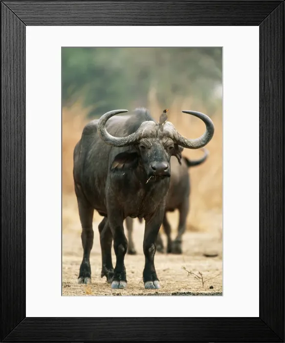 Framed Print : Picture No. 10762012 Framed Print : Picture No. 10762012