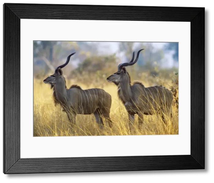 Framed Print : Picture No. 10762014 Framed Print : Picture No. 10762014