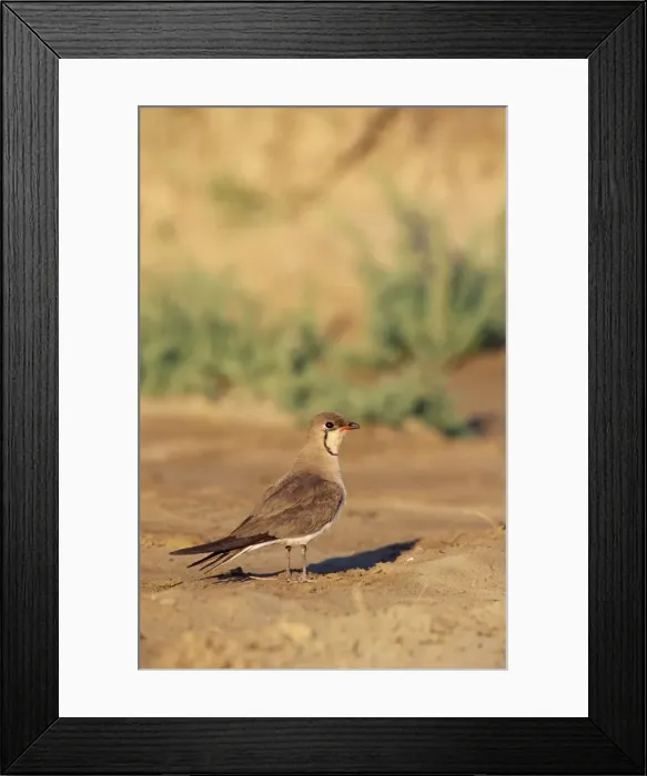 Framed Print : Picture No. 10762058 Framed Print : Picture No. 10762058