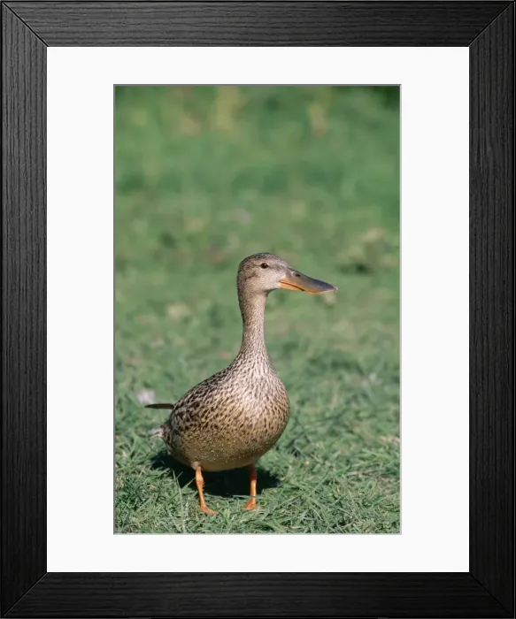 Framed Print : Picture No. 10762057