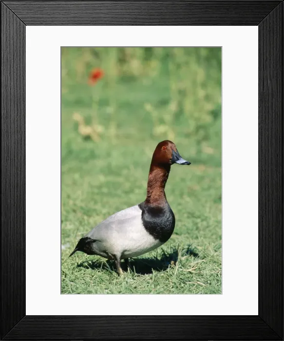 Framed Print : Picture No. 10762060 Framed Print : Picture No. 10762060