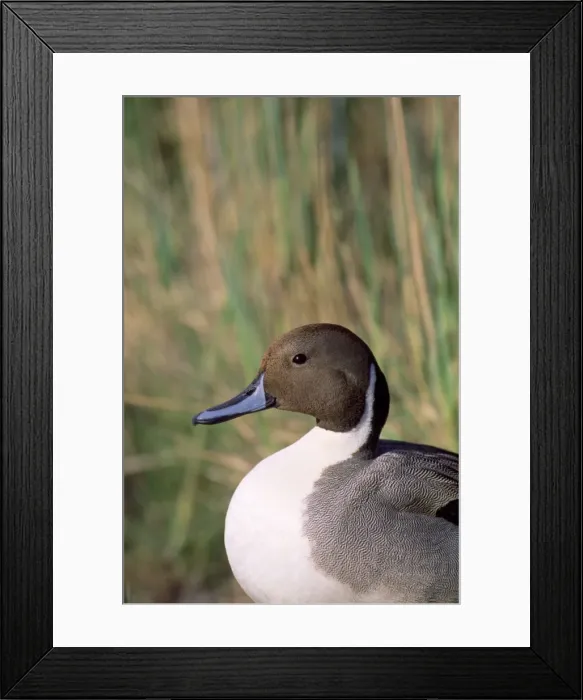 Framed Print : Picture No. 10762059 Framed Print : Picture No. 10762059