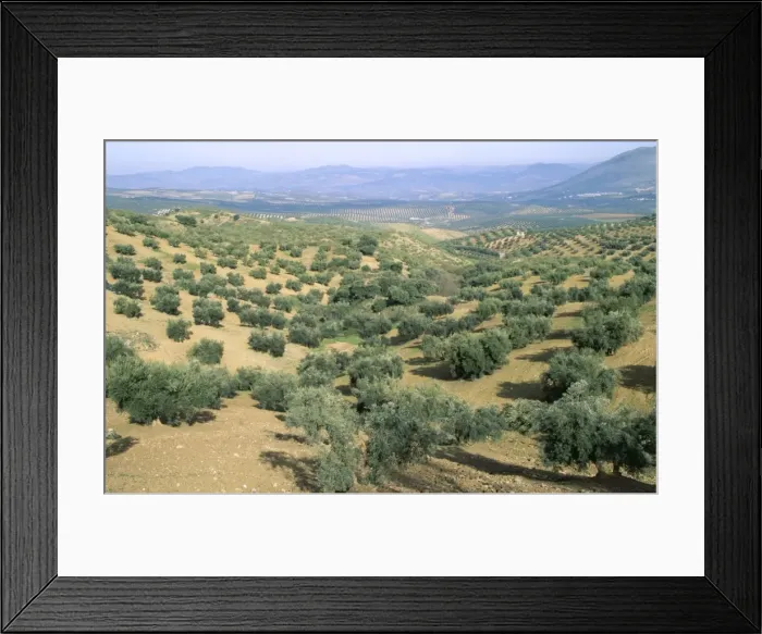 Framed Print : Picture No. 10762067 Framed Print : Picture No. 10762067
