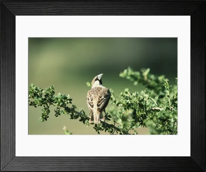Framed Print : Picture No. 10762068 Framed Print : Picture No. 10762068